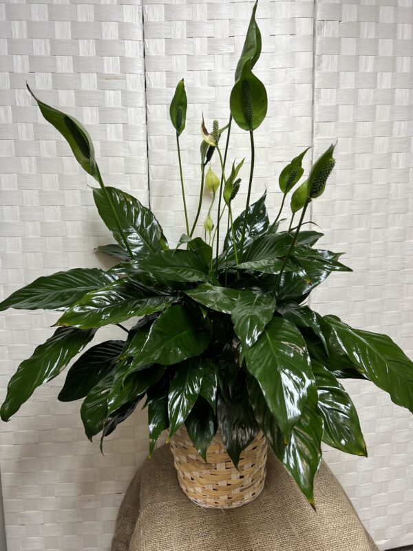 Peace Lily - Image 2