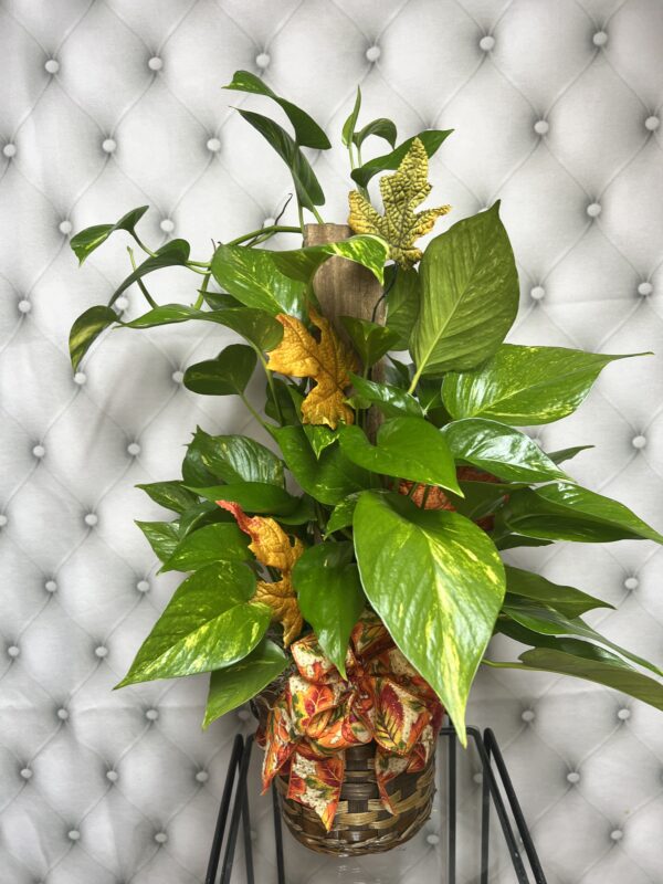 Pothos Pole