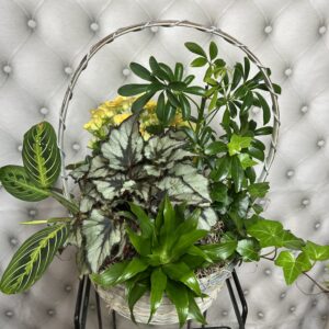 Dish Gardens