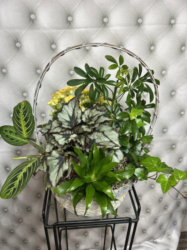 Dish Gardens