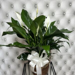 Peace Lily