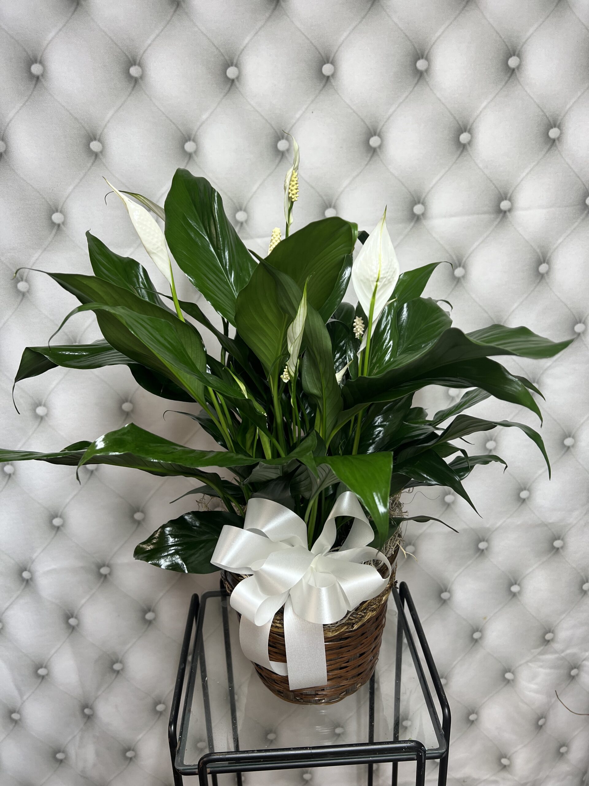 Peace Lily