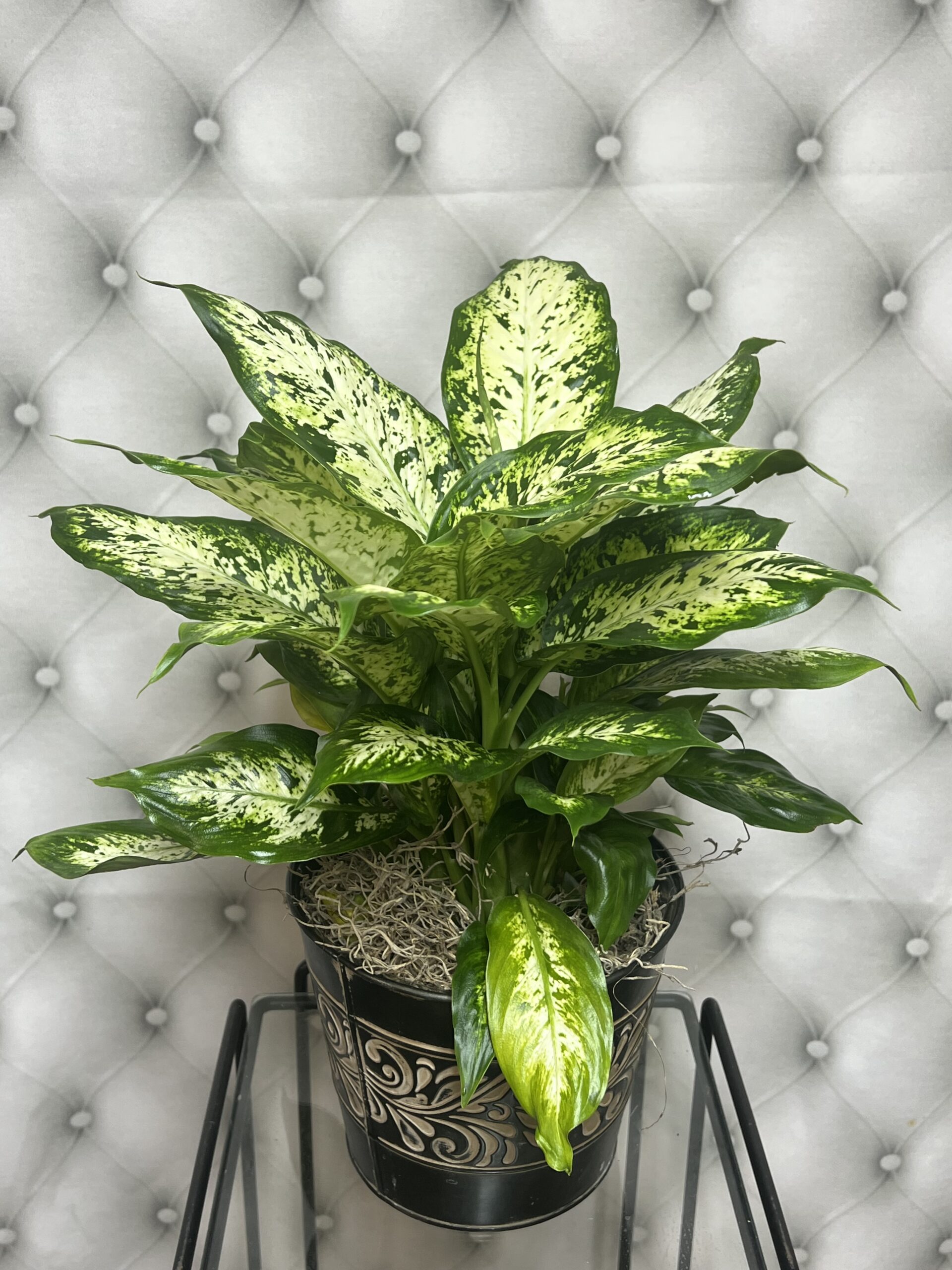 Dieffenbachia