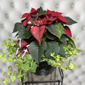 Blooming Christmas Garden