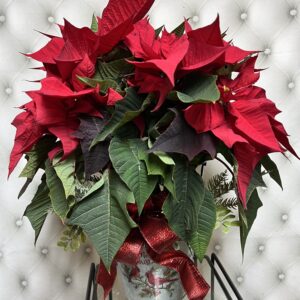 Poinsettia