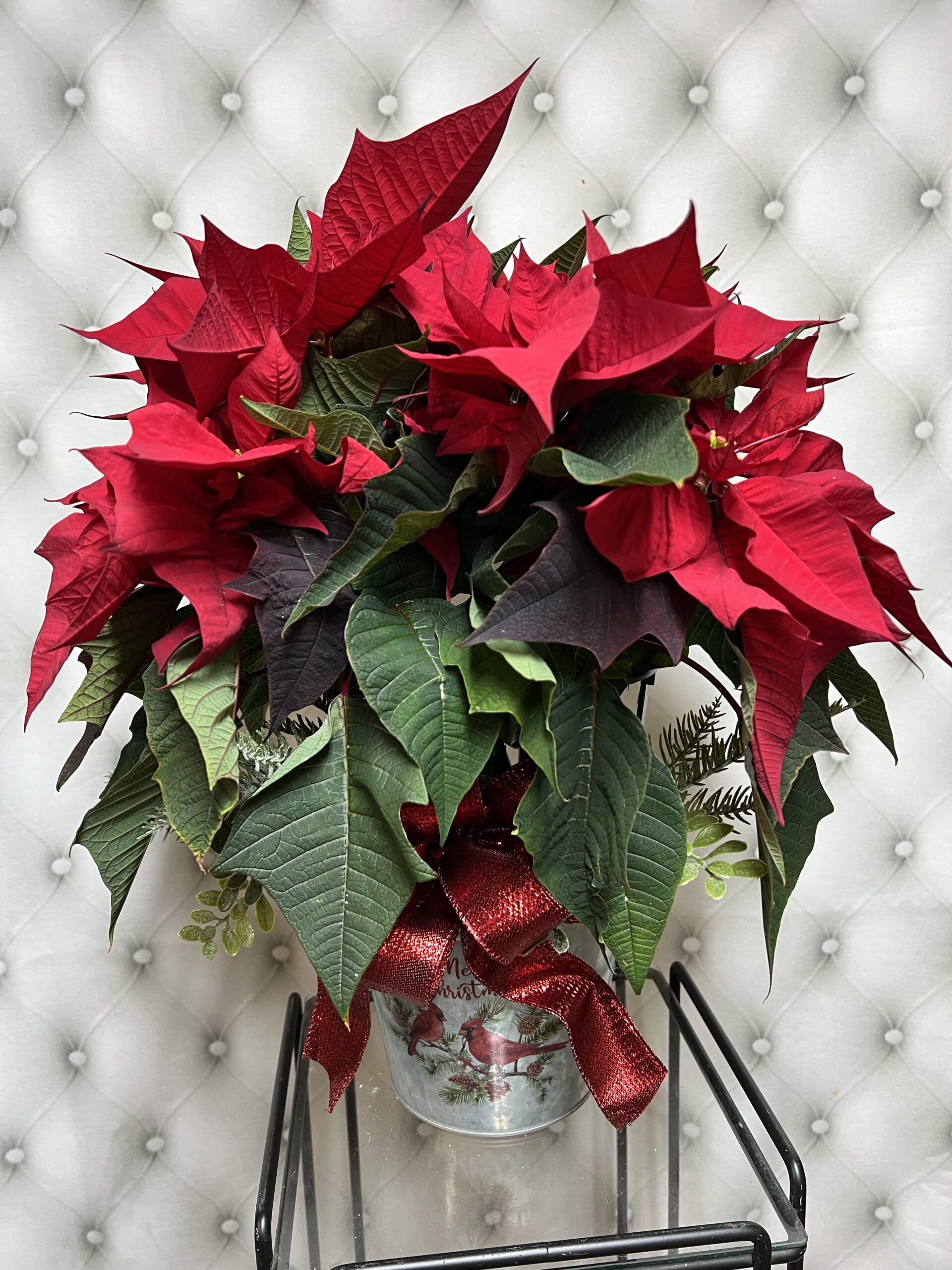 Poinsettia