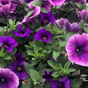 11" Hanging Baskets