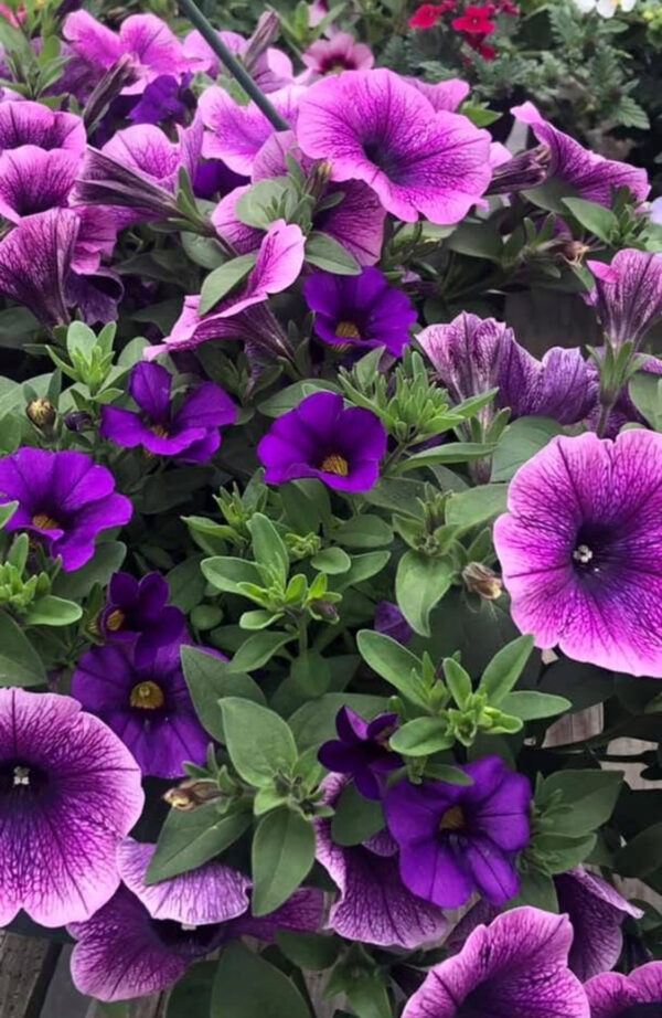 11" Hanging Baskets