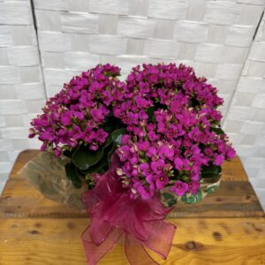 Kalanchoes