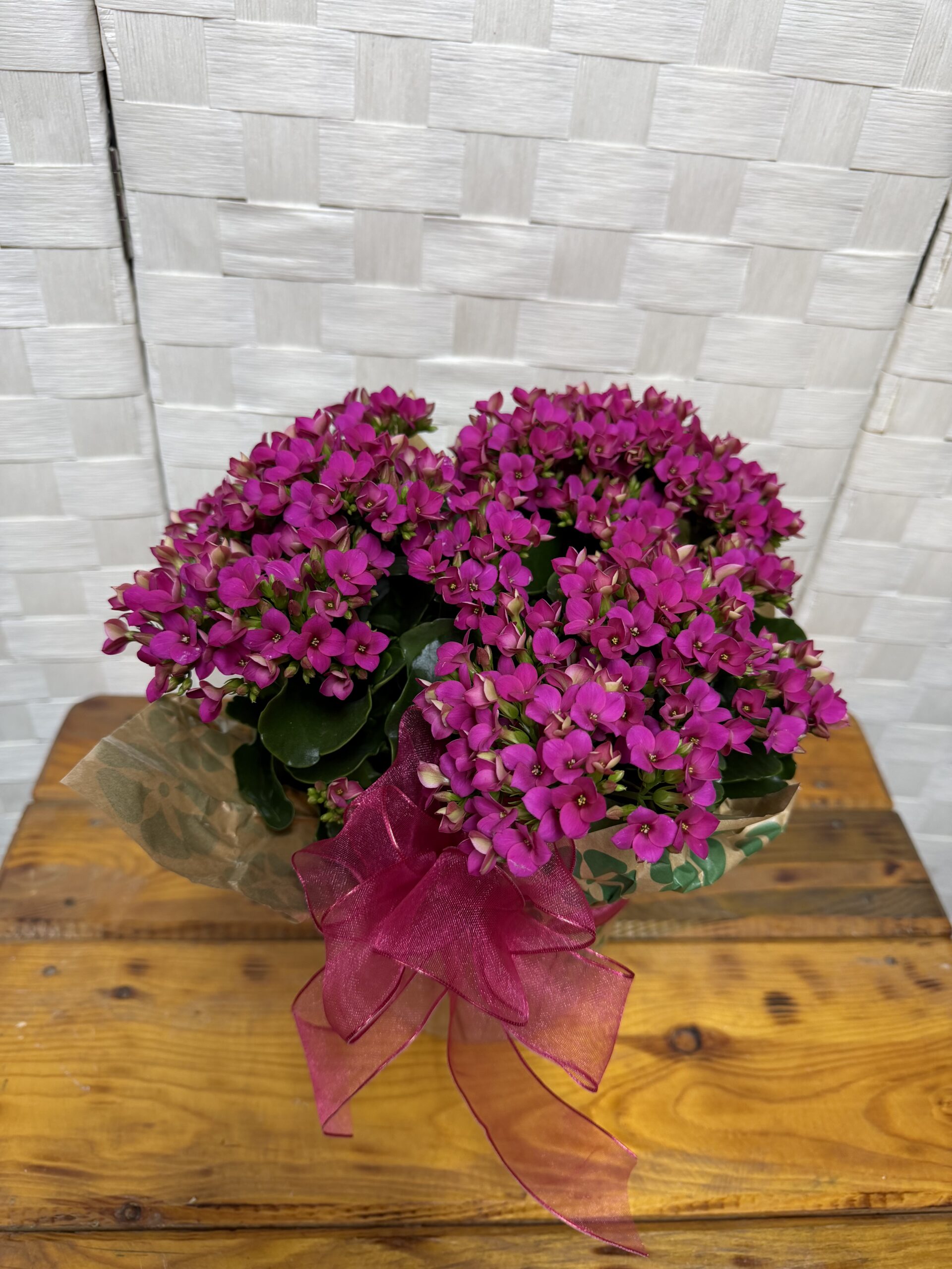 Kalanchoes