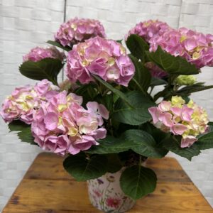 Hydrangeas