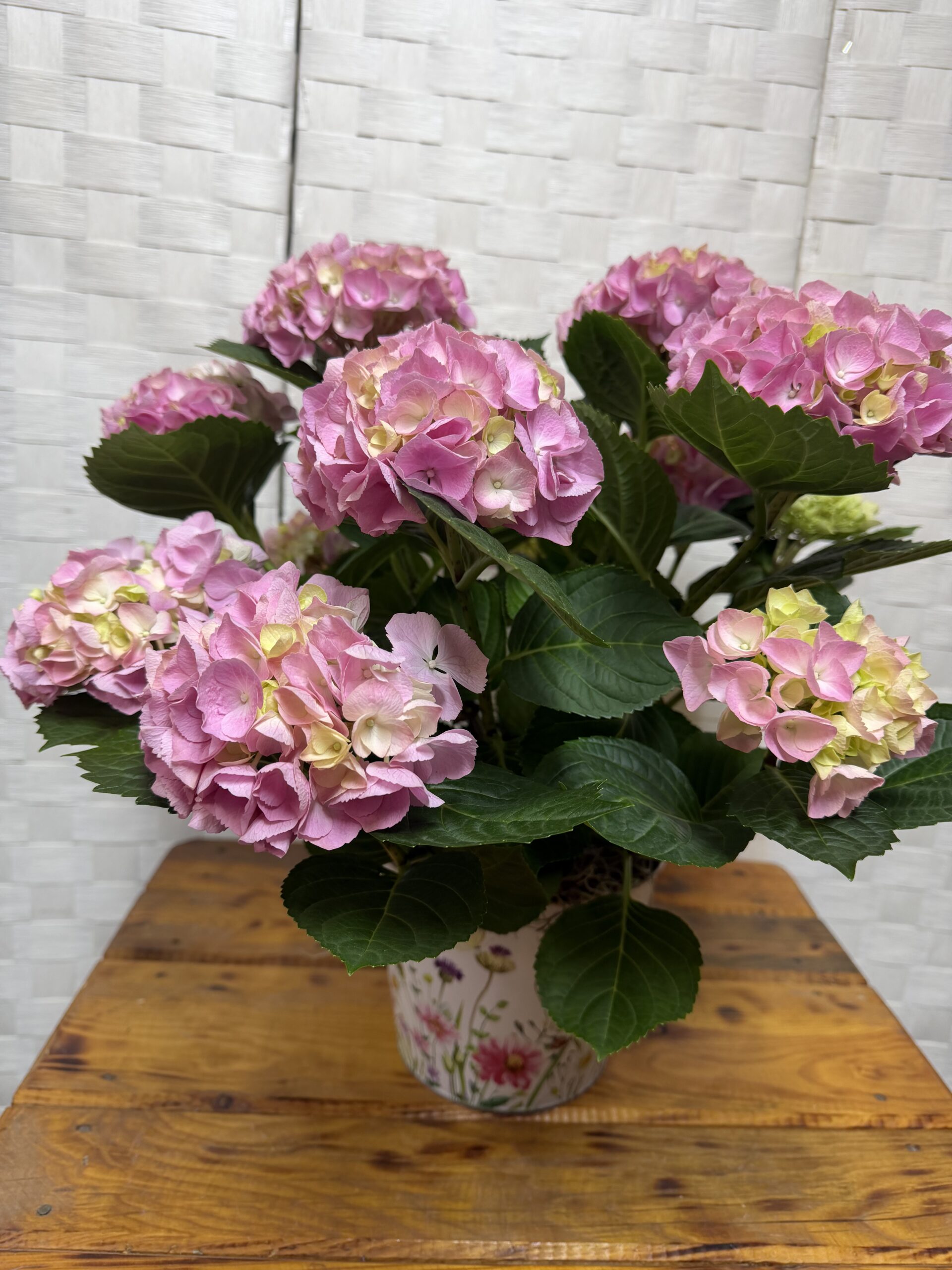 Hydrangeas
