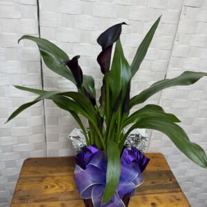 Calla Lilies