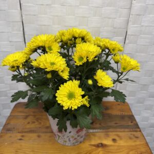 Chrysanthemums