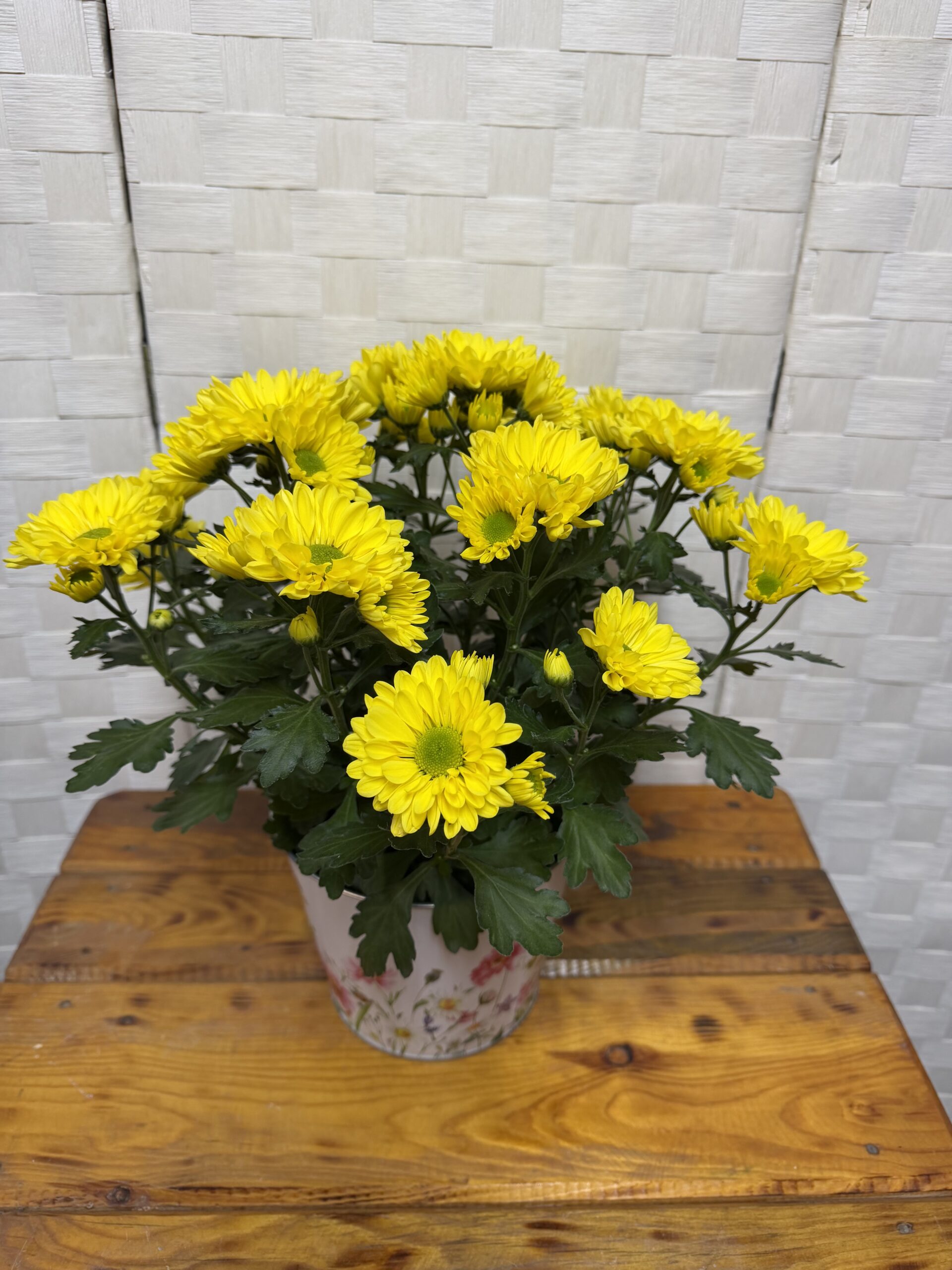 Chrysanthemums