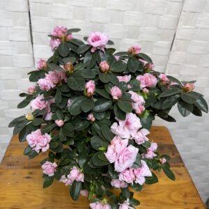 Azaleas